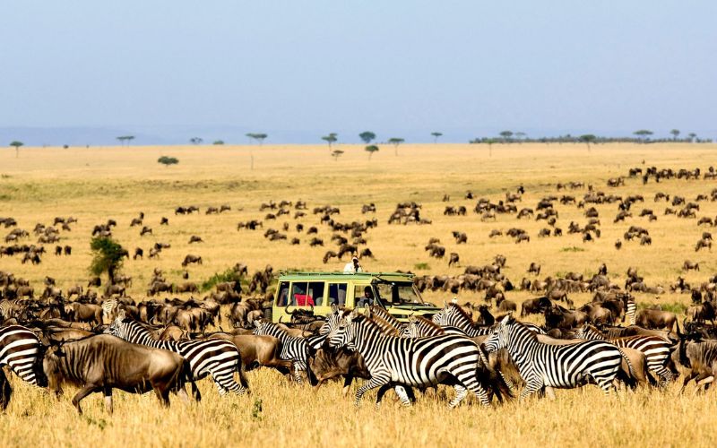 Kinh nghiệm tham quan Safari tại Tanzania